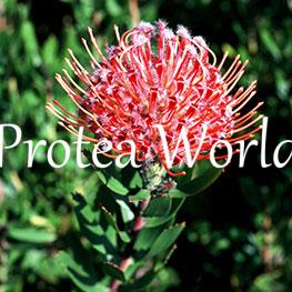 protea-world-plants-online-how-to-grow-proteas-01