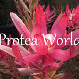 protea-world-plants-online-how-to-grow-proteas-02