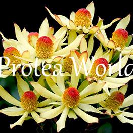 protea-world-plants-online-how-to-grow-proteas-03