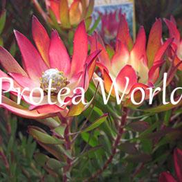 protea-world-plants-online-how-to-grow-proteas-04