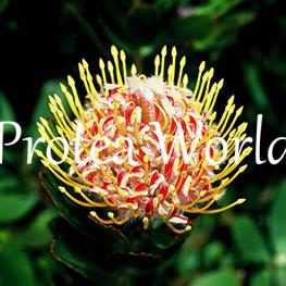 protea-world-plants-online-how-to-grow-proteas-06