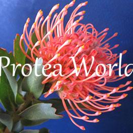protea-world-plants-online-how-to-grow-proteas-08