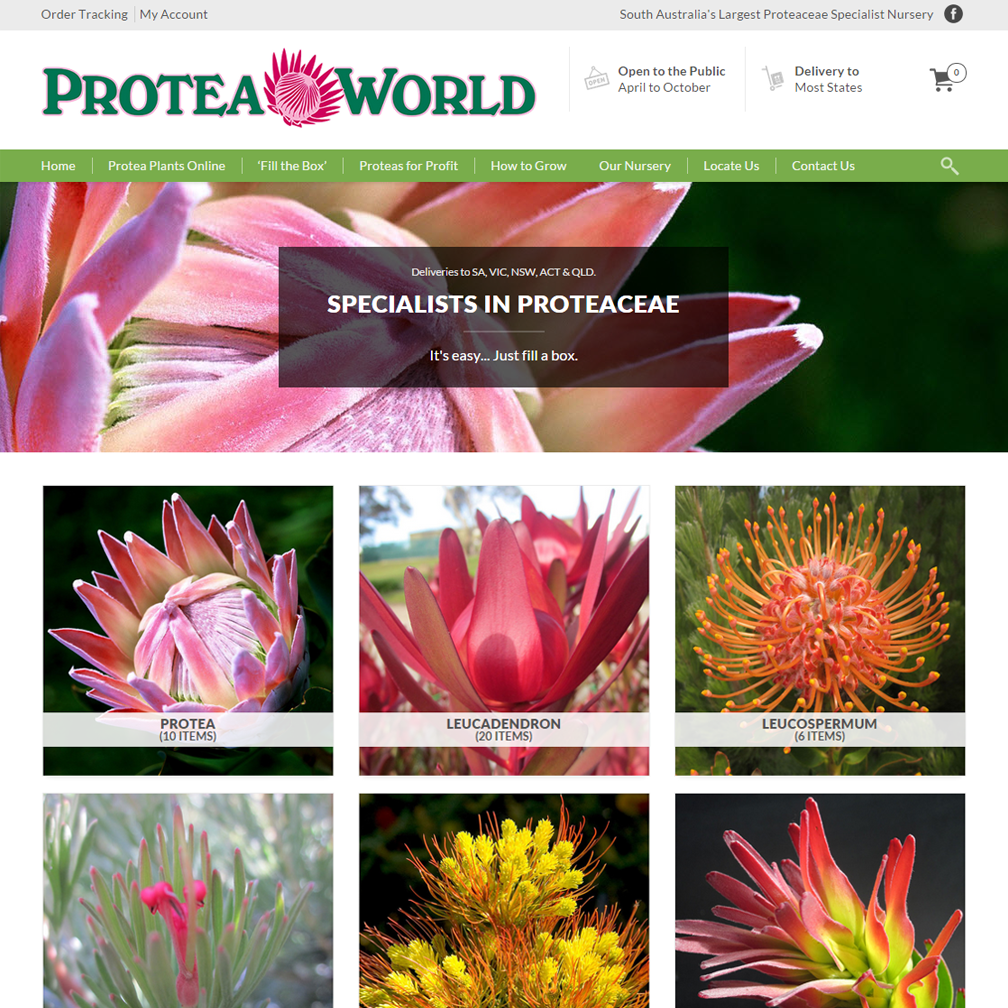 Protea World, Protea Plants Online and Nursery, Protea Plants - Buy ...