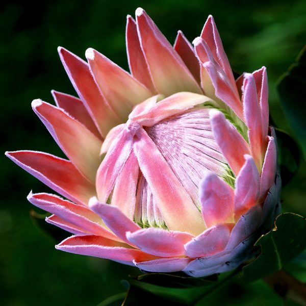 Protea World, Protea Plants Online and Nursery, Protea ...