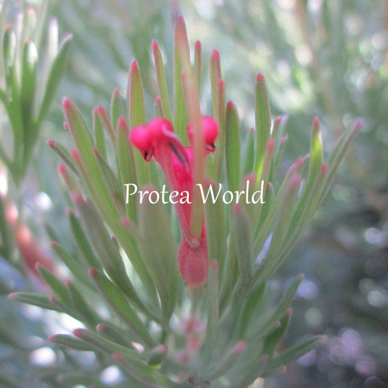 Protea World, Protea Plants Buy Online Delivered to your Door