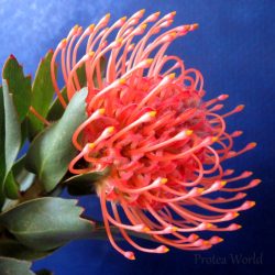 Cordifolium