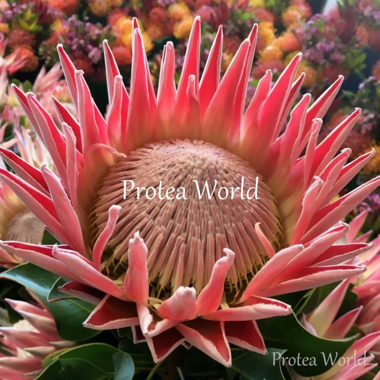 Cynaroides (King) Protea World