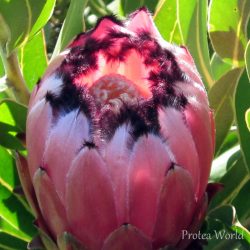 Neriifolia - Pink