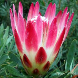 Red Repens