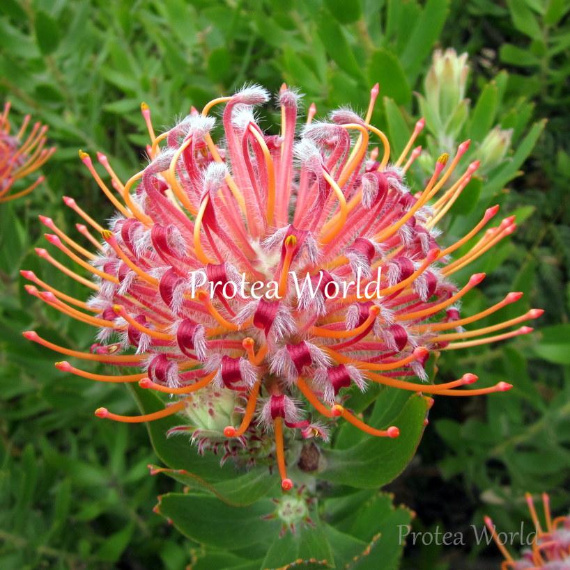 Leucospermum 'Scarlet Ribbon' (Pincushion)