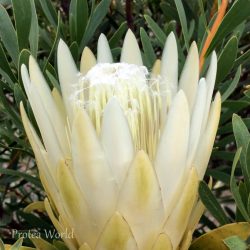 White Repens