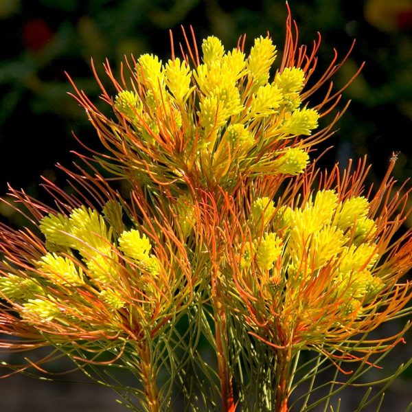 Protea World, Protea Plants Online and Nursery, Protea Plants Buy