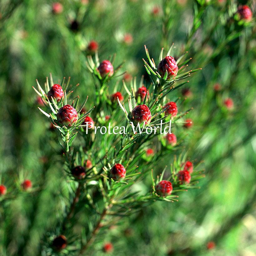 Jubilee Crown - Protea World