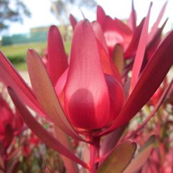 Leucadendron