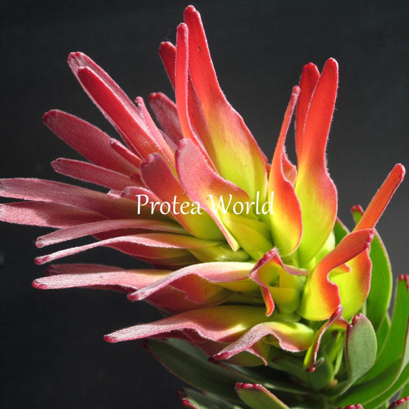 Protea World, Protea Plants Buy Online Delivered to your Door