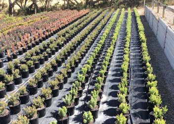 protea-world-plants-online-our-nursery-10