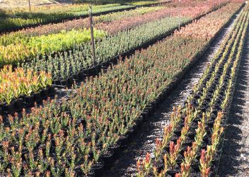 protea-world-plants-online-our-nursery-7