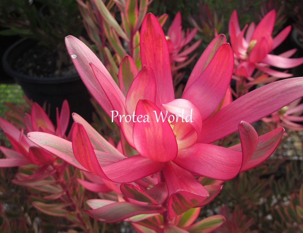 Road King For Sale >> Protea World, Protea Plants Online and Nursery, Proteaceae ... Road King For Sale >> Protea World, Protea Plants Online and Nursery, Proteaceae ...