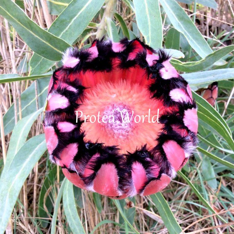 Pink Mink Protea World